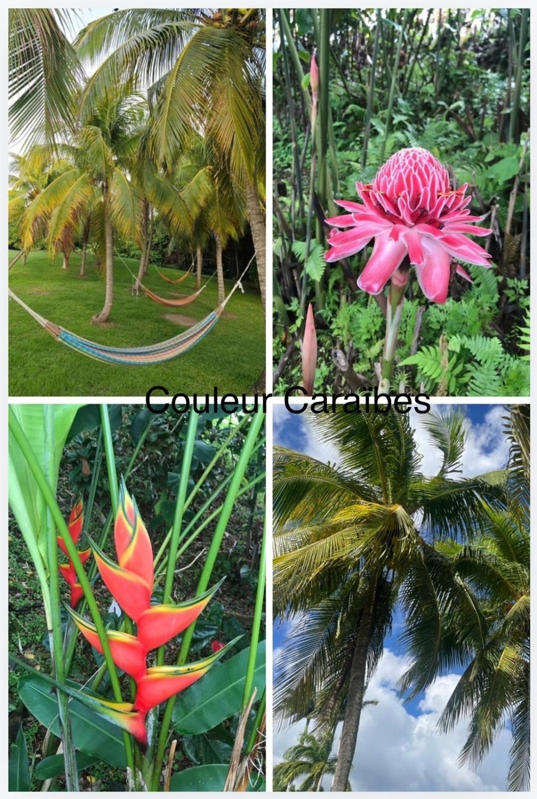 Couleur Caraibes-Cocobeach Martinique Pierre Et Vacances Sainte-Luce Eksteriør billede