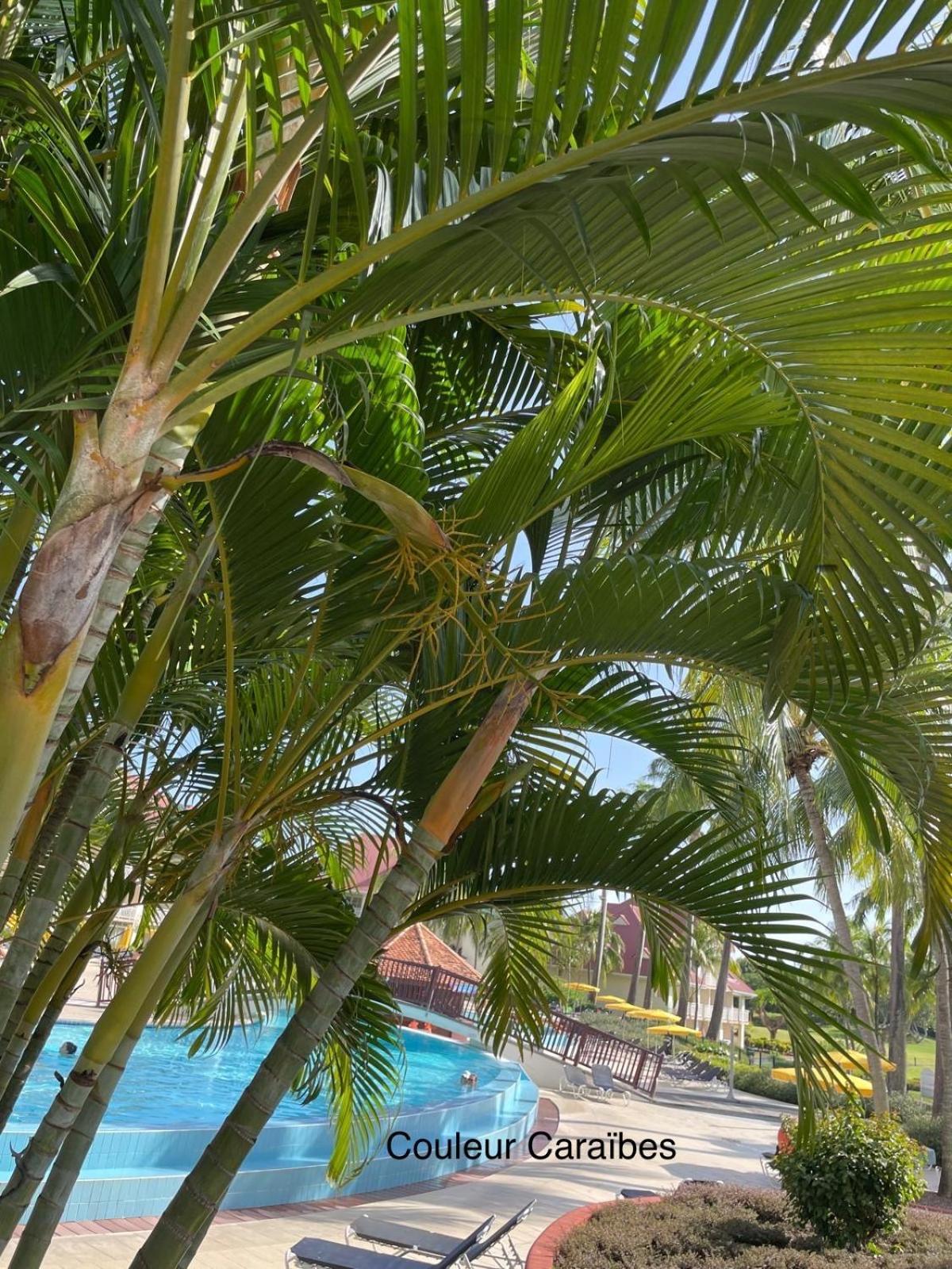 Couleur Caraibes-Cocobeach Martinique Pierre Et Vacances Sainte-Luce Eksteriør billede